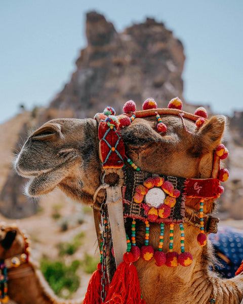 Camel Ride